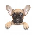 Deka mikroflanel s digitálním tiskem Puppy Bulldog 120/150