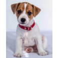 Deka mikroflanel s digitálním tiskem Jack Russell Teriér 120/150