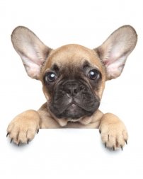 Deka mikroflanel s digitálním tiskem Puppy Bulldog 120/150