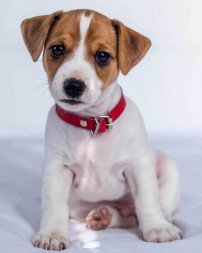 Deka mikroflanel s digitálním tiskem Jack Russell Teriér 120/150