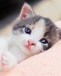 Deka mikroflanel s digitálním tiskem Kitten 120/150