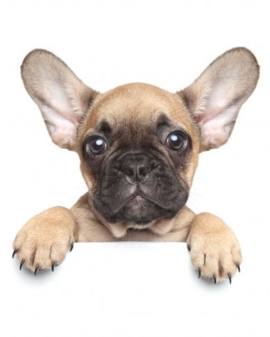 Deka mikroflanel s digitálním tiskem Puppy Bulldog 120/150 