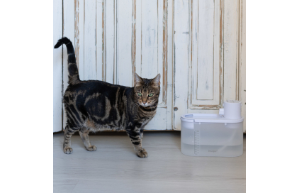 Kočky a voda: 4 tipy když kočka málo pije
