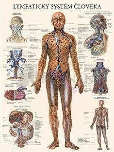 Mapa - Lymfatický systém člověka