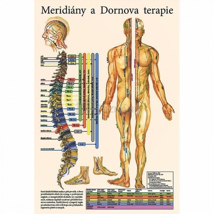 Mapa - Meridiány a dornova terapie