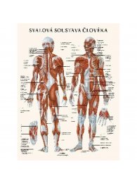 Mapa - Svalová soustava člověka
