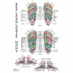 Mapa - Reflexologie nohy