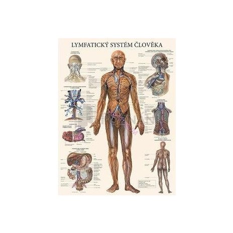 Mapa - Lymfatický systém člověka 