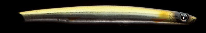 IZUMI - Wobler Eimann Dance 80 #24/34 Yellow Silver