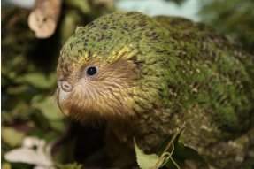 Kakapo 