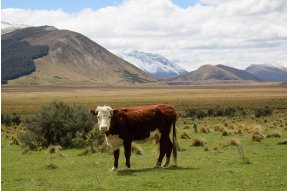 Kráva s novozélandskou krajinou 