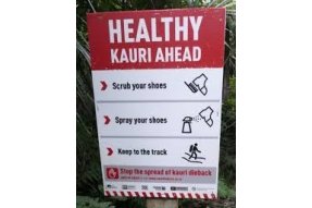 Informace k pohybu v oblasti stromů Kauri 