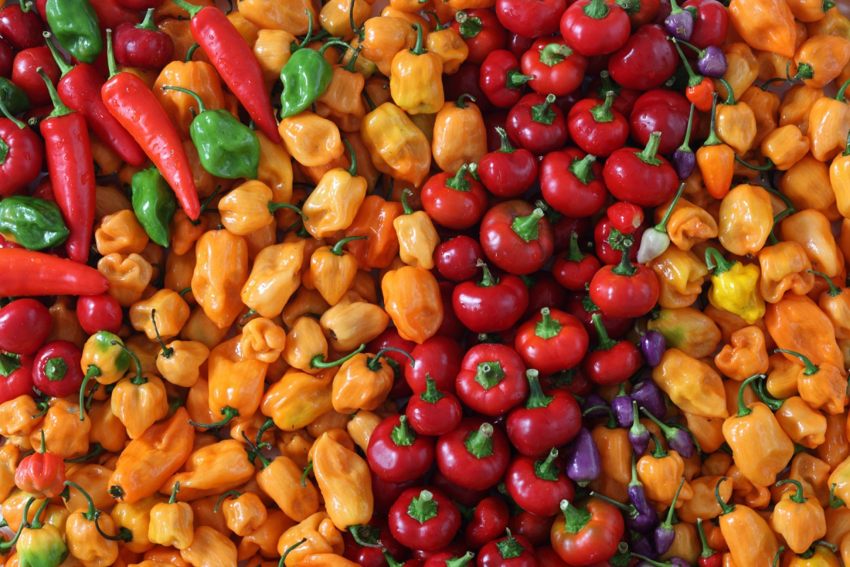 Stručná historie chilli