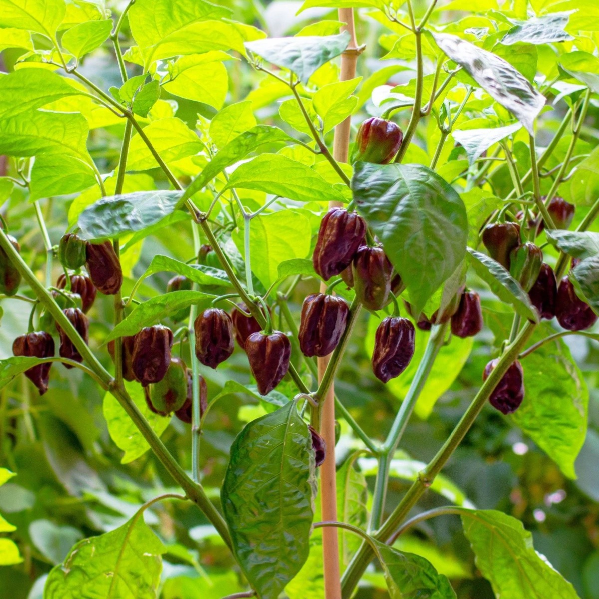 Habanero Chocolate - chili seeds | Real Chilli. Real Heat.