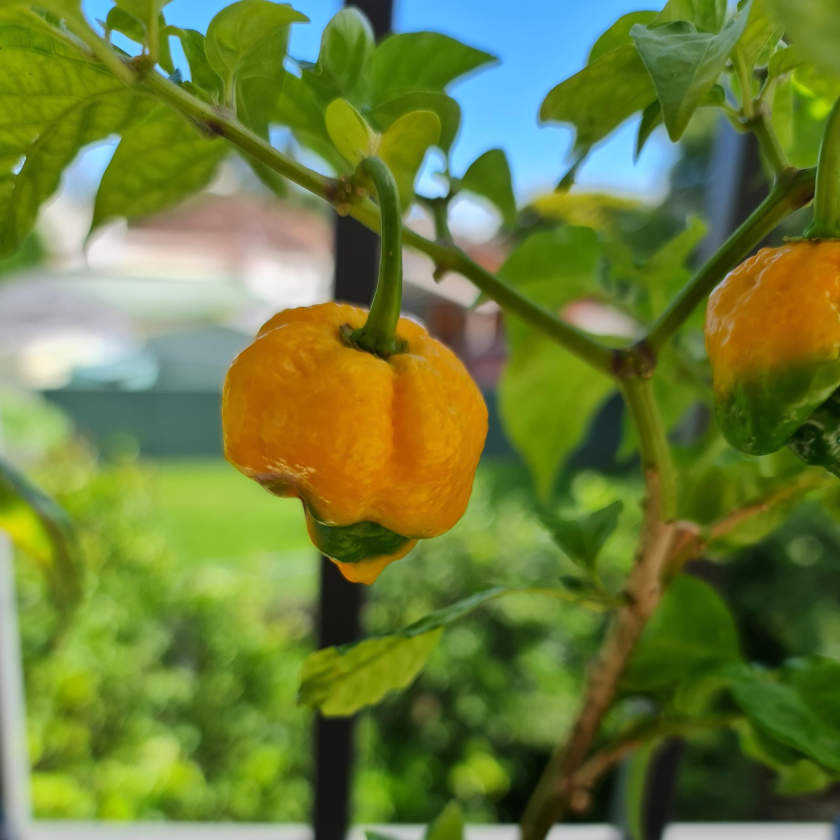 Trinidad Scorpion Yellow Chilli Pepper : One of the Hottest in the World