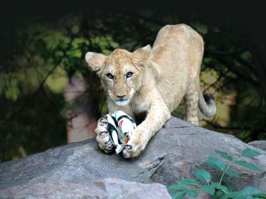 ZOO Plzeň - docela jiný svět