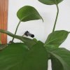 Mini CCTV kamera s teleobjektivem - 8°; 0,008 LUX