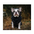 Zateplená softshellová bunda pro psa, nepromokavá - vzor "reflexní srdíčka", velikost L