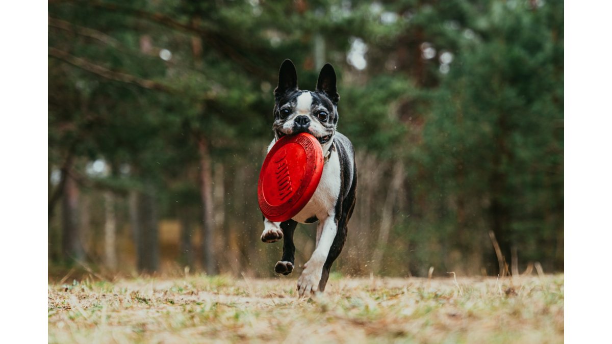 Poznáte Dogfrisbee?