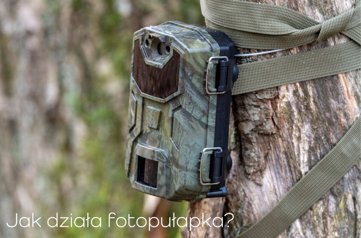 Jak działa fotopułapka?