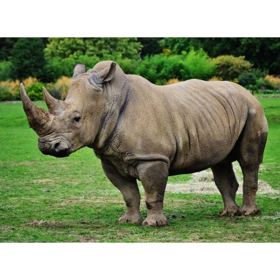 Špionážní technika střeží i ohrožené nosorožce