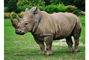 Špionážna technika stráži aj ohrozené nosorožce