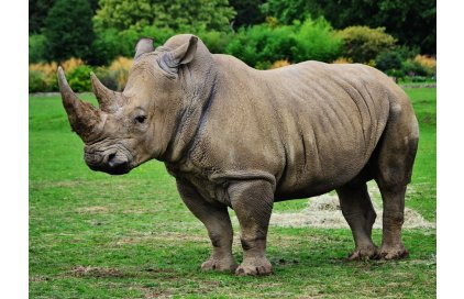 Špionážna technika stráži aj ohrozené nosorožce