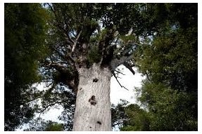 Koruna stromu Kauri 