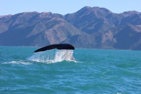 Keporkak (Humpback whale) 