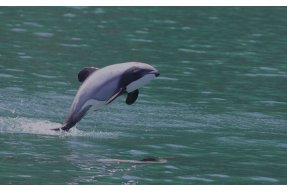 Plískavice novozélandská (Hector's dolphin) 