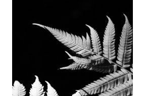 Kapradina (Silver Fern) 