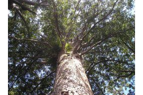 Koruna stromu Kauri 