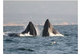 Pozorování velryb 