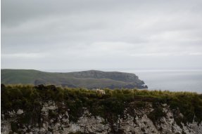 Ovce na okraji útesu 